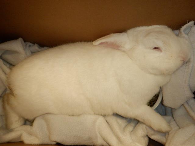 adoptable Rabbit in San Jose, CA named WILBER