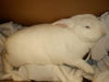 adoptable Rabbit in  named WILBER