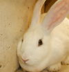 adoptable Rabbit in  named SAKURA