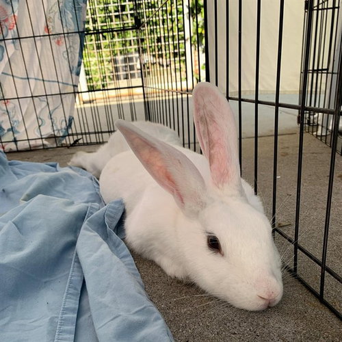 SAKURA - Shorthaired Rabbit available for adoption
