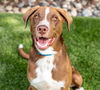 adoptable Dog in  named DIPSY