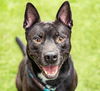 adoptable Dog in  named BRAN