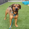 BRUTUS - Photo 1