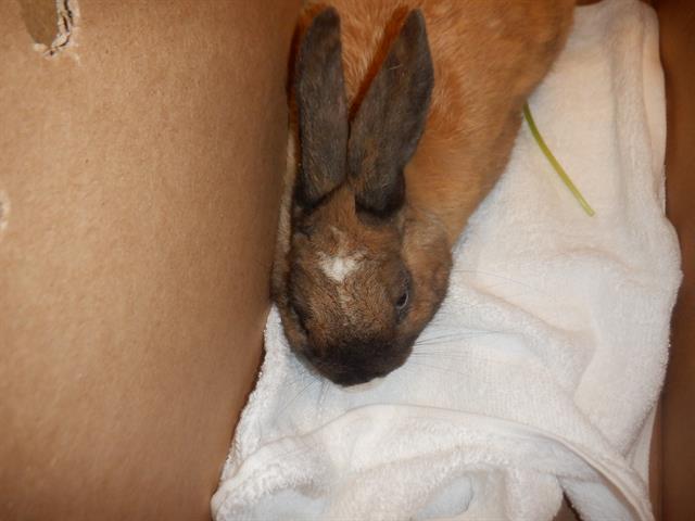 adoptable Rabbit in San Jose, CA named SYNTAX