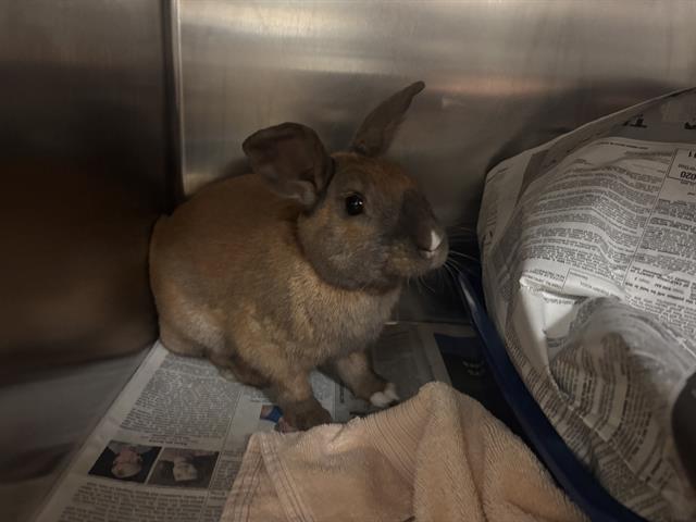 adoptable Rabbit in San Jose, CA named KINOKO