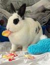 adoptable Rabbit in  named SHARKY