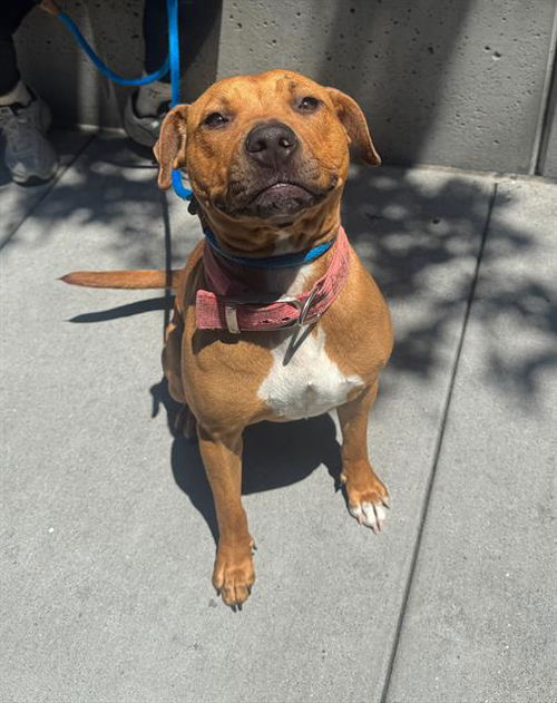 picture of the dog needing adoption