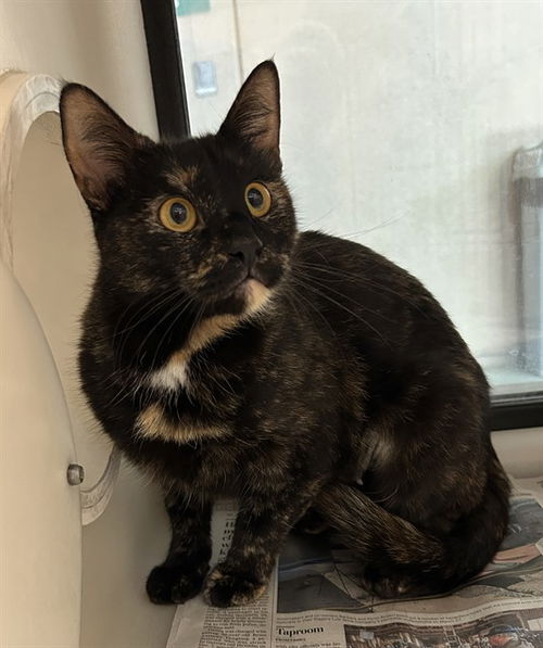picture of the cat needing adoption