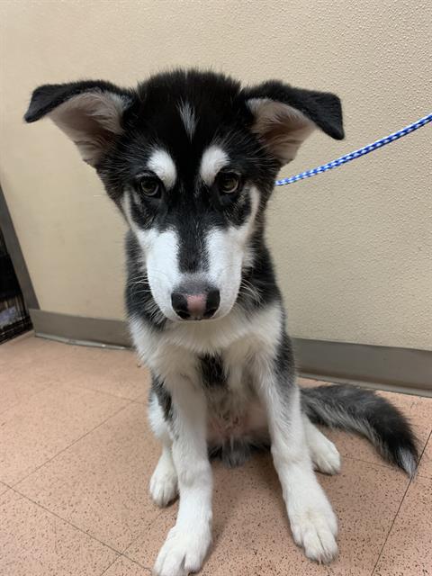 picture of the dog needing adoption