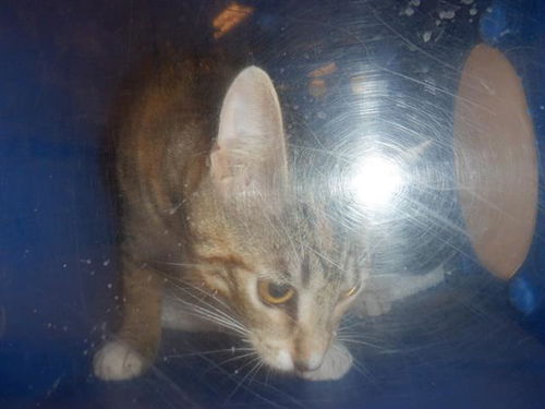 picture of the cat needing adoption