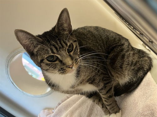 picture of the cat needing adoption
