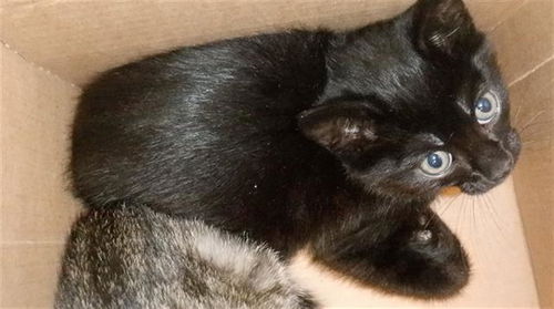 picture of the cat needing adoption