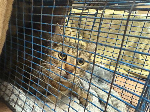 picture of the cat needing adoption