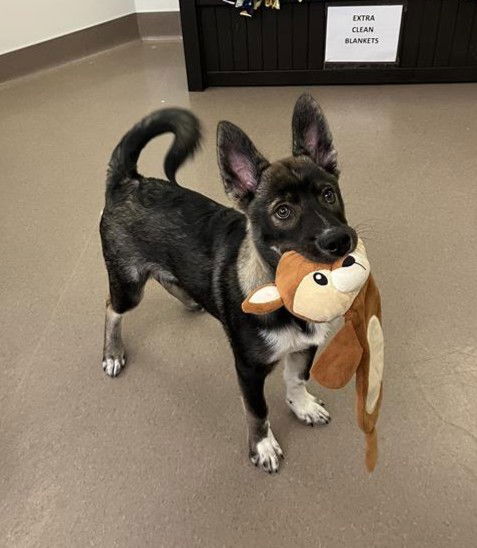 picture of the dog needing adoption