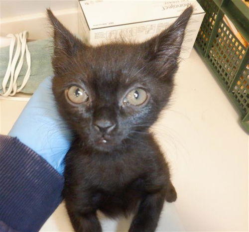 picture of the cat needing adoption