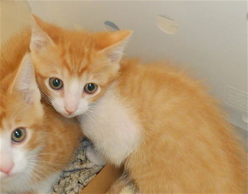 picture of the cat needing adoption