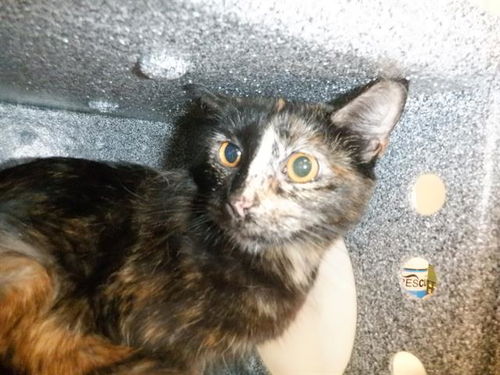 picture of the cat needing adoption