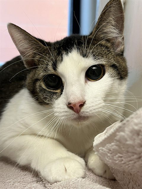 picture of the cat needing adoption