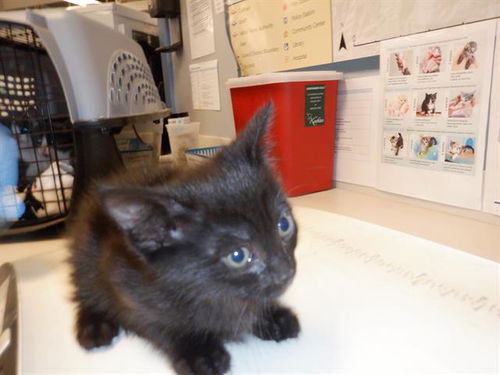 picture of the cat needing adoption