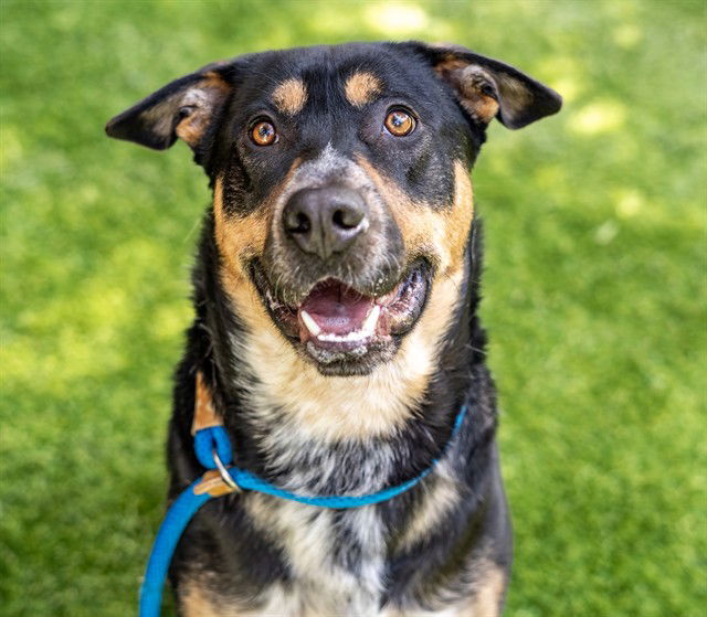 adoptable Dog in San Jose, CA named ROMEO