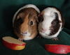 adoptable Guinea Pig in  named TANG