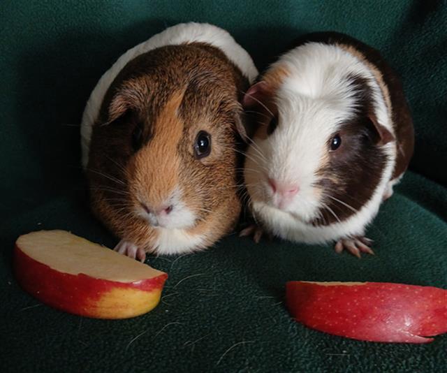 adoptable Guinea Pig in San Jose, CA named TEEPEE