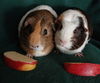 adoptable Guinea Pig in  named TEEPEE