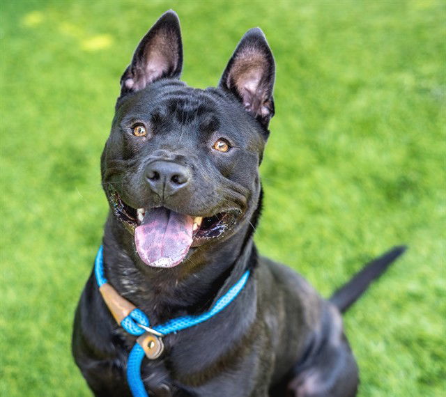 adoptable Dog in San Jose, CA named BENTLEY