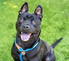 adoptable Dog in  named BENTLEY