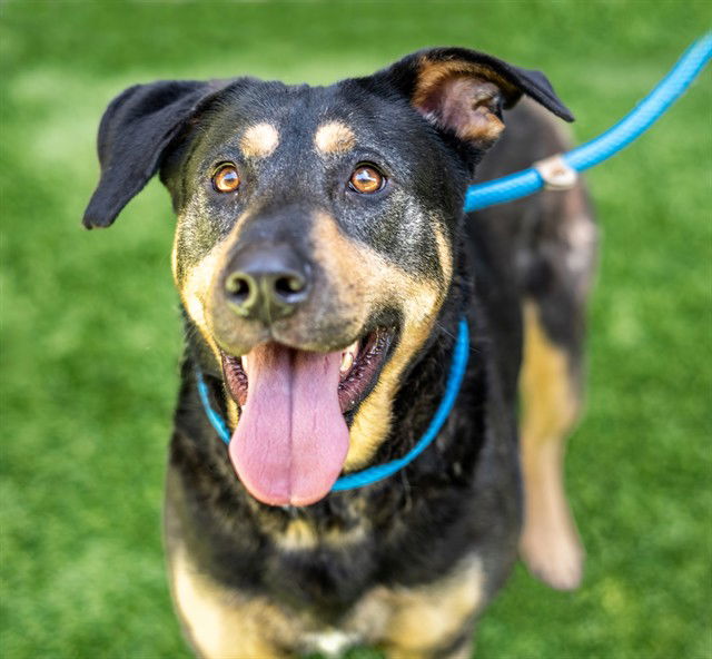 adoptable Dog in San Jose, CA named SHIRLEY