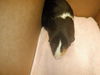 adoptable Guinea Pig in  named PENNY