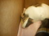 adoptable Guinea Pig in  named POPPY