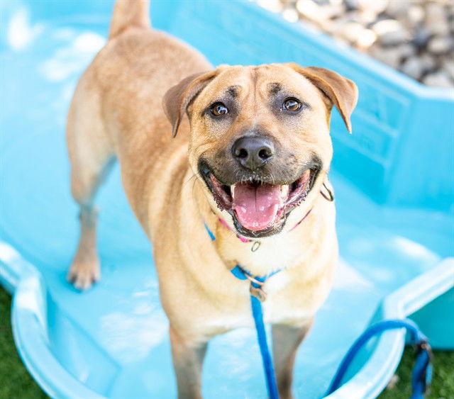 adoptable Dog in San Jose, CA named MAX