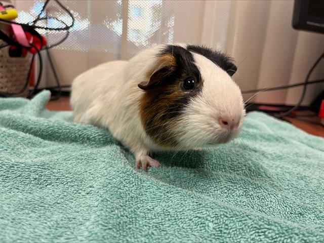 adoptable Guinea Pig in San Jose, CA named LORD DEBLING
