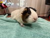 adoptable Guinea Pig in  named LORD DEBLING