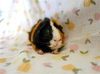 adoptable Guinea Pig in  named NEO