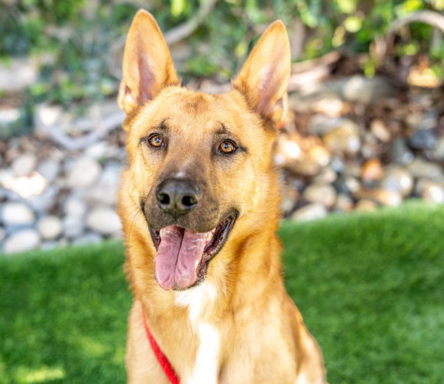 adoptable Dog in San Jose, CA named TORO