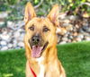 adoptable Dog in  named TORO