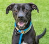 adoptable Dog in  named KANO