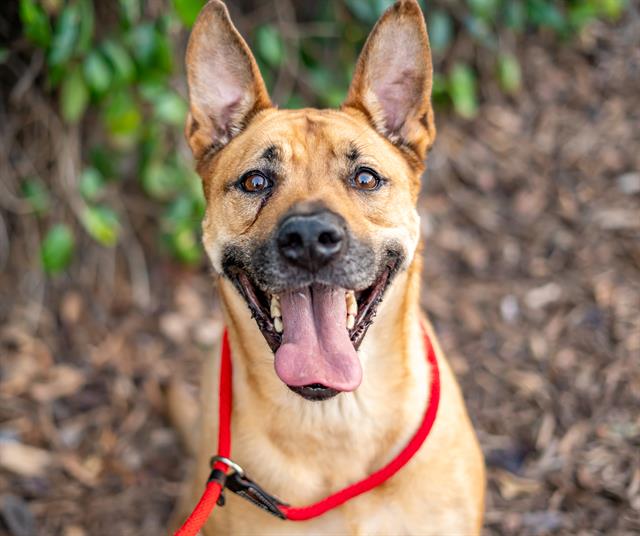 adoptable Dog in San Jose, CA named BEAU