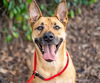 adoptable Dog in  named BEAU