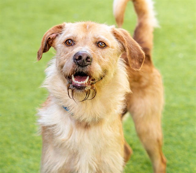 adoptable Dog in San Jose, CA named TANNER