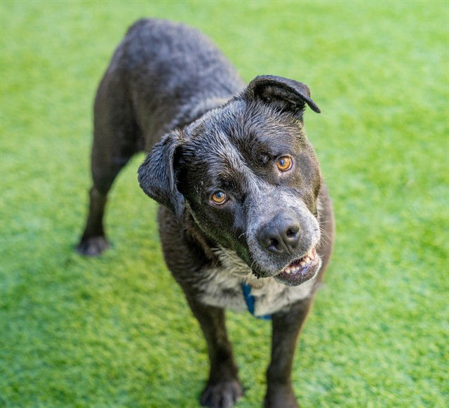 adoptable Dog in San Jose, CA named OREO