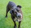 adoptable Dog in  named OREO