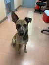 adoptable Dog in San Jose, CA named SPOTS