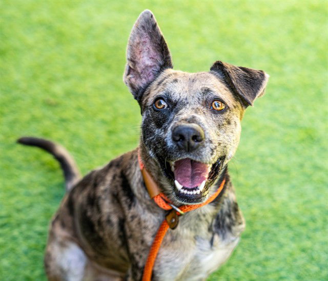 adoptable Dog in San Jose, CA named SPOTS