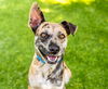 adoptable Dog in  named SPOTS