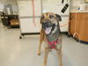 adoptable Dog in San Jose, CA named RANGER