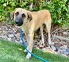 adoptable Dog in  named LAVENDER