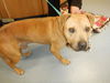adoptable Dog in San Jose, CA named PERCY